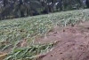   Ratusan Hektare Lahan Pertanian di Seluma Rusak Diterjang Banjir, Petani Merugi Besar